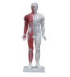 Lidské tělo se svaly, akupunkturní model, 84cm - ekonomický model
