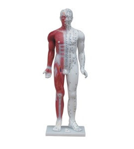 Lidské tělo se svaly, akupunkturní model, 84cm - ekonomický model