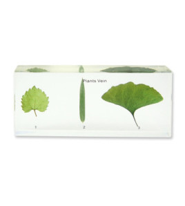 Model - Žilnatina listů rostlin