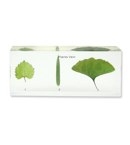 Model - Žilnatina listů rostlin