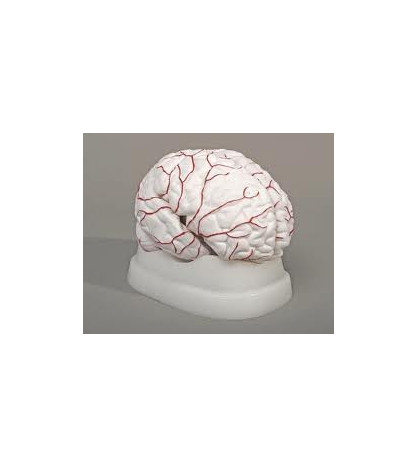Mozek s arteriemi, 8-dílný - ekonomický model