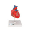 Model - Srdce 2-dílné