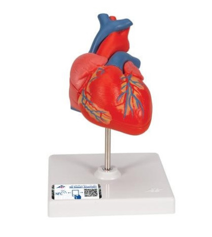 Model - Srdce 2-dílné