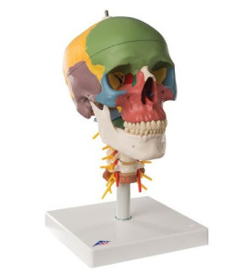 Model - Lebka didaktická, 4-dílná