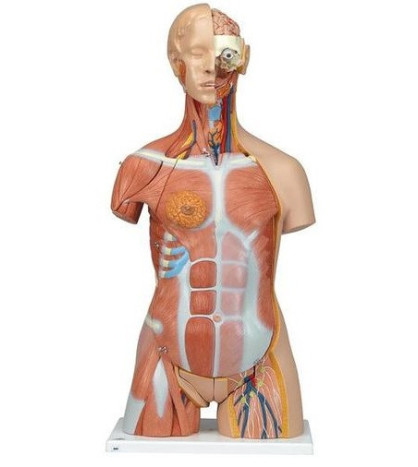 Model - Oboupohlavní torzo deluxe se svaly, 31-dílné