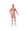 Model - Lidské svalstvo, 2-dílný model, 1/3 životní velikosti
