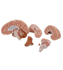 Model - Mozek 5-dílný, s magnety pro uchycení na magnetickou tabuli