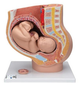 Model - Pánev v těhotenství, 3-dílná