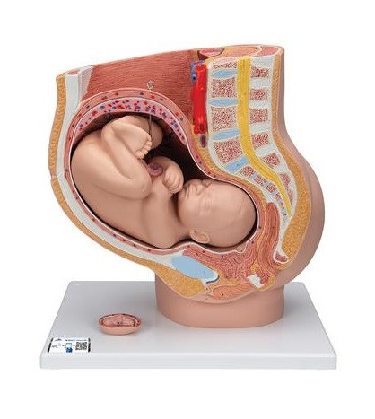 Model - Pánev v těhotenství, 3-dílná