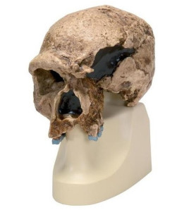 Antropologická lebka předchůdce neandrtálského člověka z naleziště Steinheim