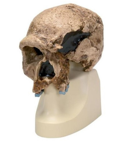 Antropologická lebka předchůdce neandrtálského člověka z naleziště Steinheim