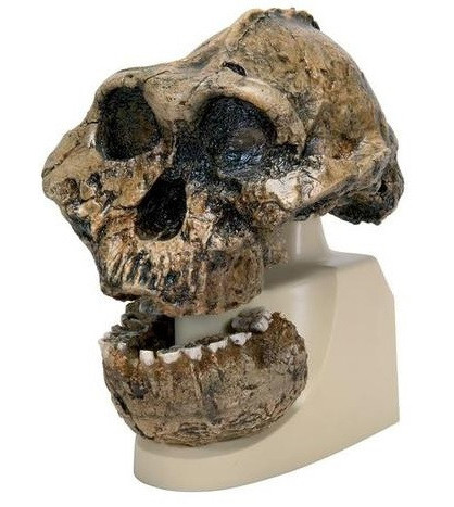 Antropologická lebka Australopitheca Boisei
