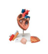 Model - Srdce s jícnem a tracheou, ve 2-násobné velikosti, 5-dílné