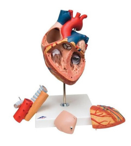 Model - Srdce s jícnem a tracheou, ve 2-násobné velikosti, 5-dílné