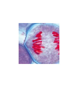 Mikroskopické preparáty - Soubor genetických snímků