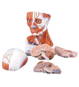 Model - hlavové a krční svalstvo