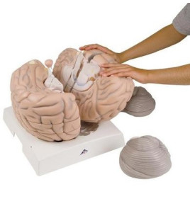 Model - Mozek, 14-dílný, 2,5x zvětšený
