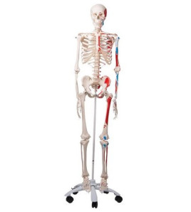 Kostra člověka Max - životní velikost se svalovými úpony