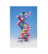 Model DNA 12 částí