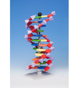 Model DNA 12 částí