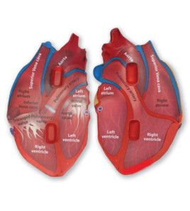 Srdce - pěnový model