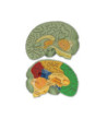 Mozek - pěnový model
