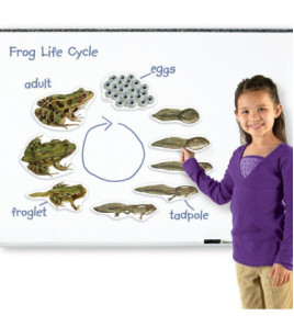 Životní cyklus žáby - magnetický set