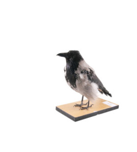 Vypreparovaný model - vrána