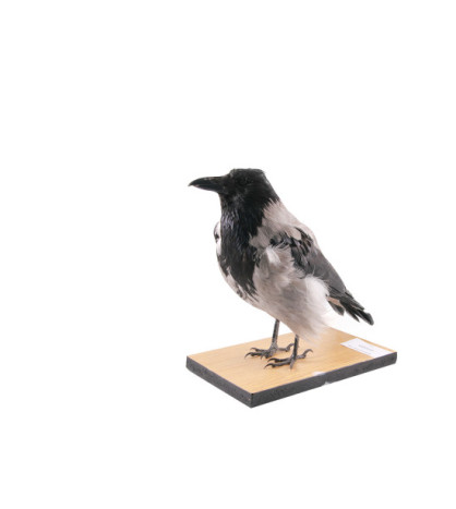 Vypreparovaný model - vrána
