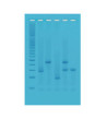 Testovací sada Genetický otisk prstu - příslušenství sady PCR Termocyklér miniPCR