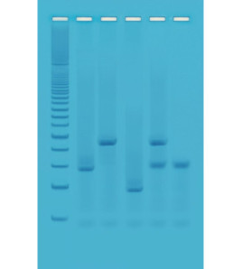 Testovací sada Genetický otisk prstu - příslušenství sady PCR Termocyklér miniPCR