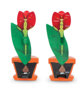 Tulipán - pěnový model