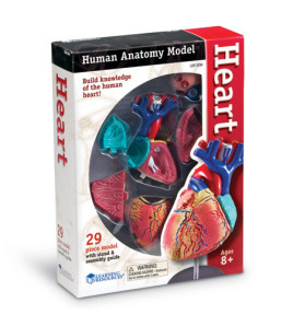 Model srdce - 29 částí