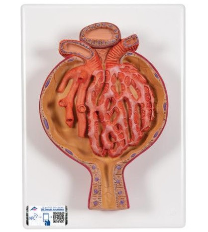 Model ľudského Malpighiho telieska v obličke, 700x zväčšený