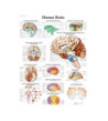 Obraz - Ľudský mozog, 50 x 67 cm, laminovaný, popis AJ