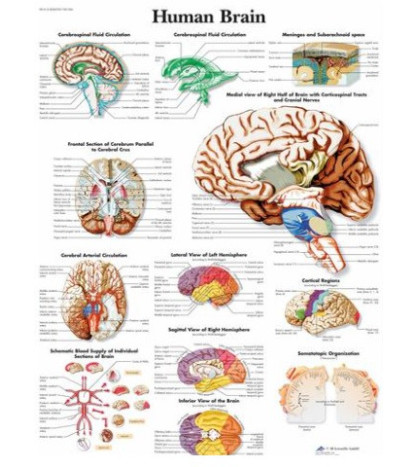 Obraz - Ľudský mozog, 50 x 67 cm, laminovaný, popis AJ