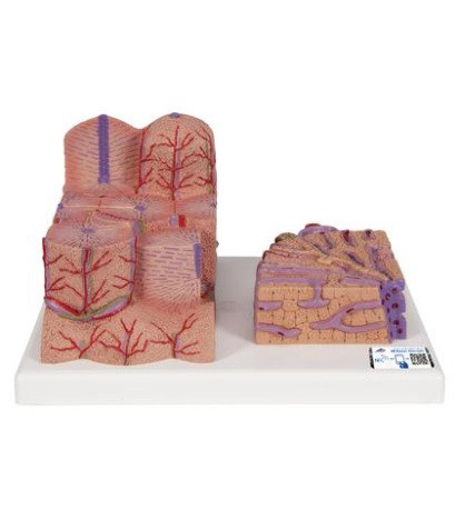 Model mikroskopické struktury lidských jater (3B MICROanatomy)