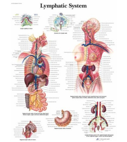 Obraz - Limský lymfatický systém, 50 x 67 cm, laminovaný, popis AJ
