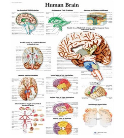 Obraz - Lidský mozek, 50 x 67 cm, laminovaný, popis AJ
