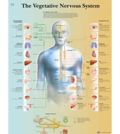Obraz - Lidský vegetativní nervový systém, 50 x 67 cm, laminovaný, popis AJ