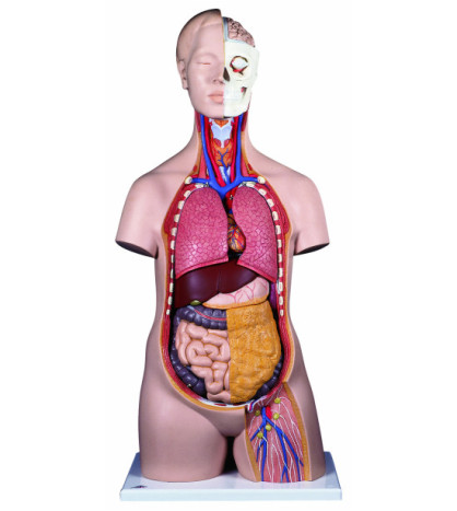 Model - Standardní bezpohlavní torzo, 14-dílné