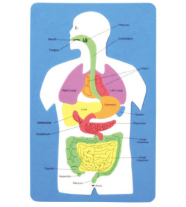 Vnitřní orgány člověka (puzzle)