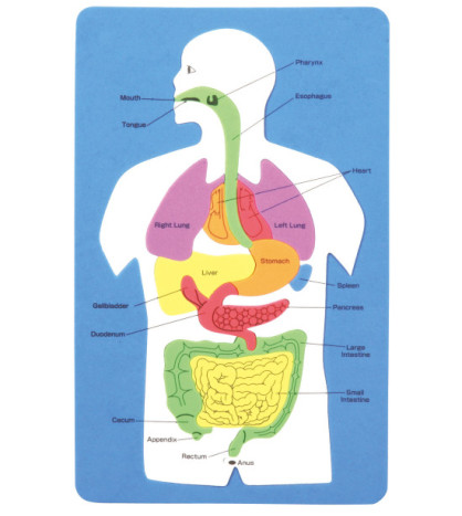 Vnitřní orgány člověka (puzzle)