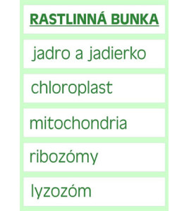 Velká magnetická rostlinná buňka