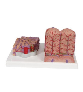 Model mikroskopické struktury lidských jater (3B MICROanatomy)