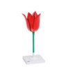 Model - Květ tulipánu
