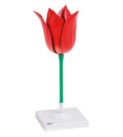 Model - Květ tulipánu