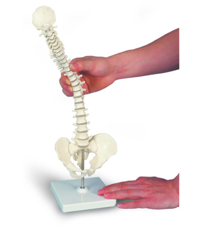 Model - Pružný mini-model páteře, 44cm