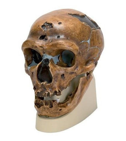 Antropologická lebka klasického neandrtálského člověka z naleziště La Chapelle-Au-Sains