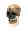 Antropologická lebka člověka kromaňonského - Crô-Magnon